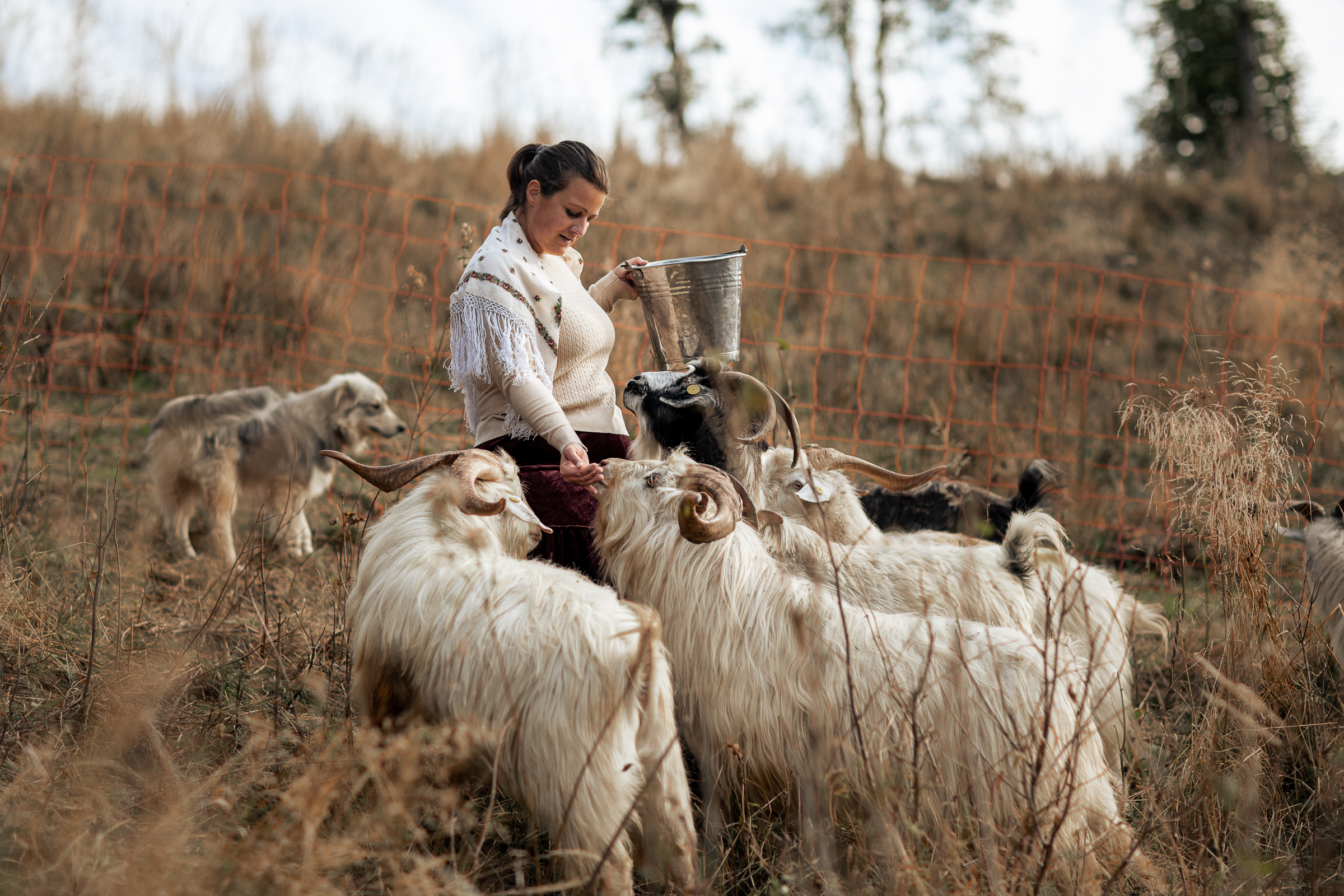 Allevamento capre cashmere Alpago