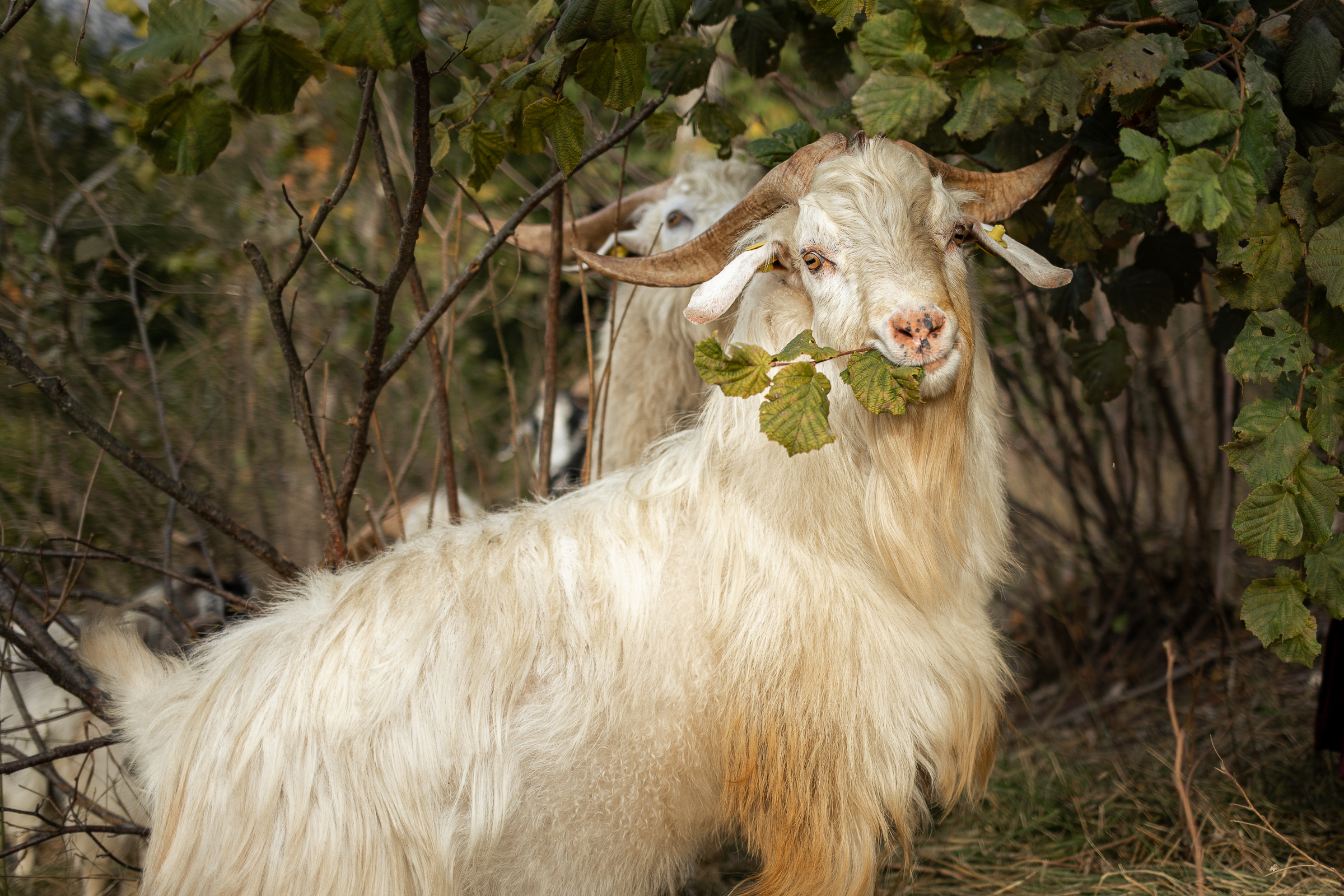 Allevamento delle capre cashmere Alpago