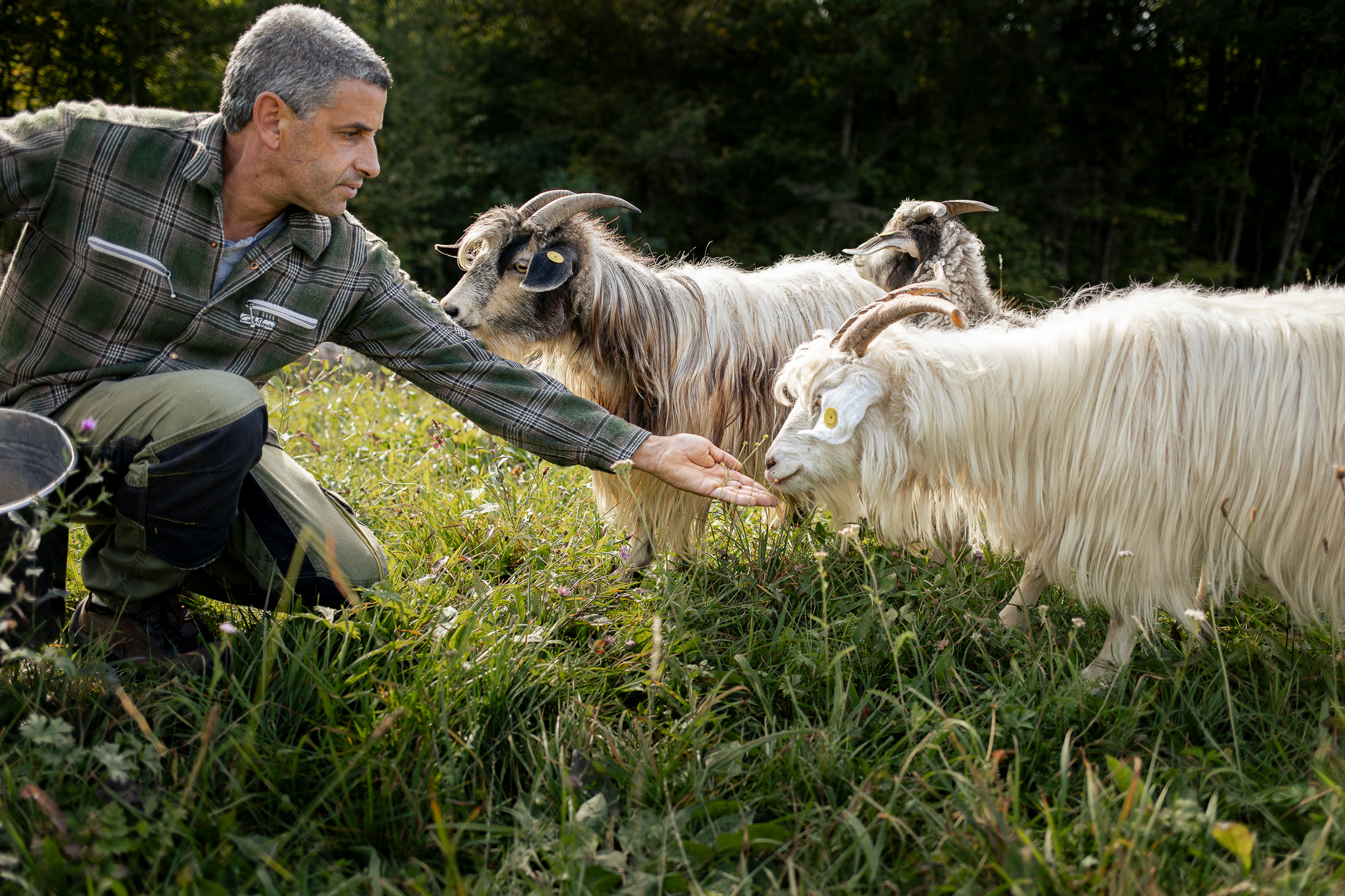 Allevamento capra cashmere alpago-5