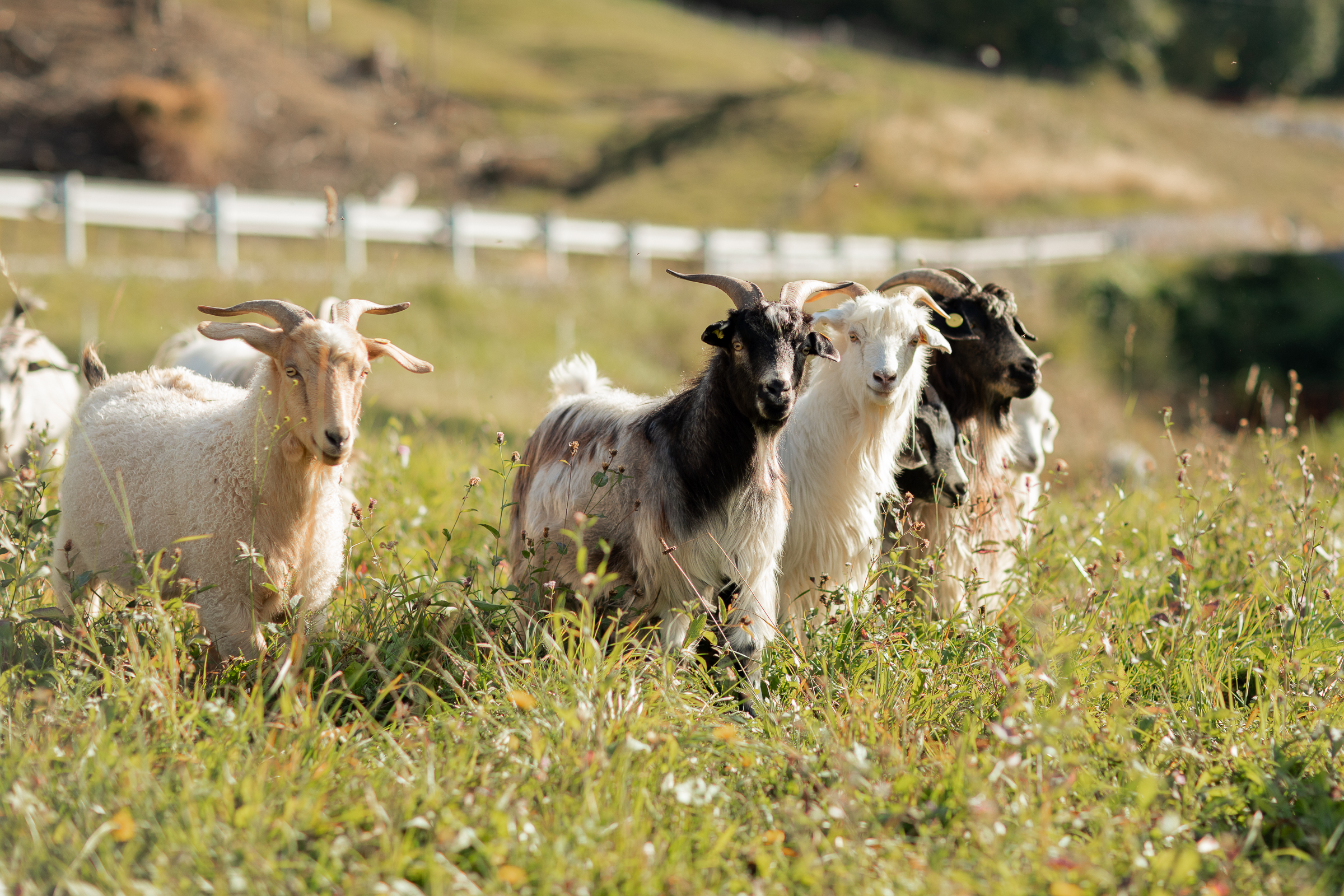 Allevamento capra cashmere Alpago