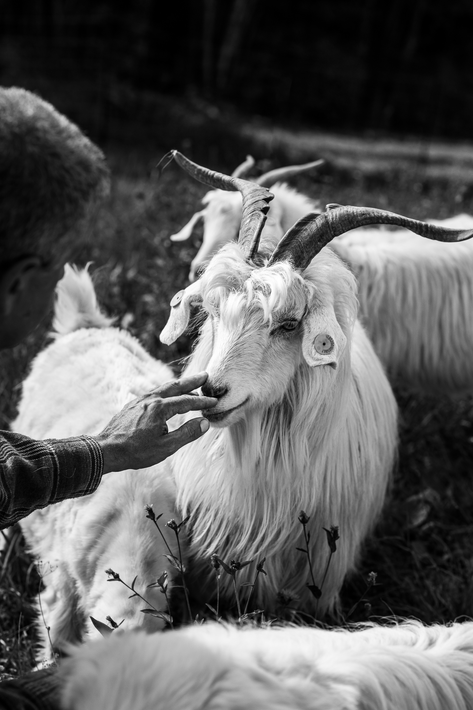Capra Alpago Farm