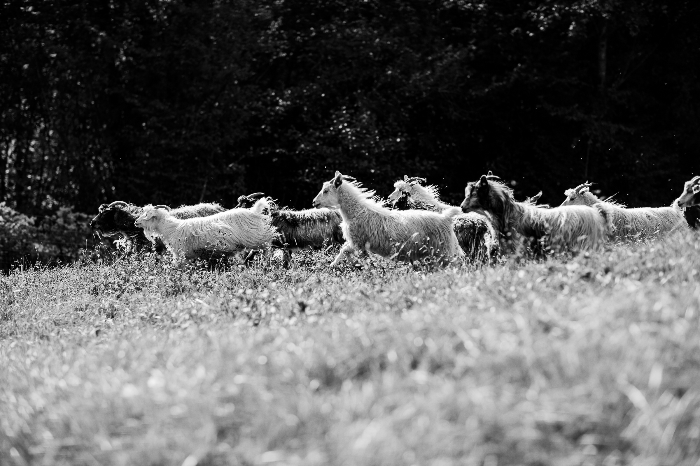 Le nostre capre cashmere