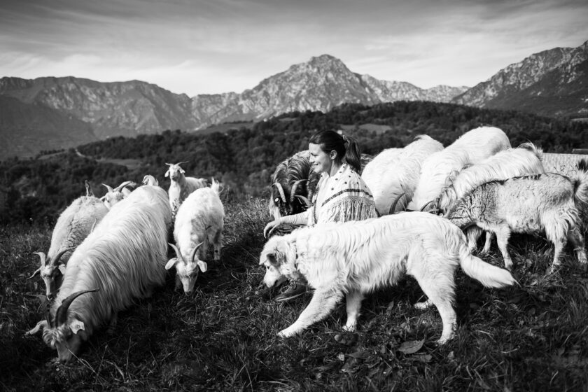 Le capre cashmere Alpago
