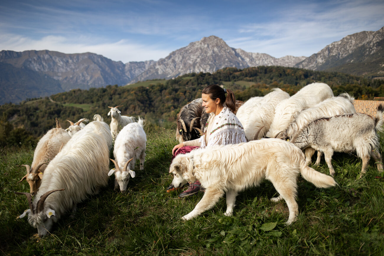 Le capre cashmere Alpago