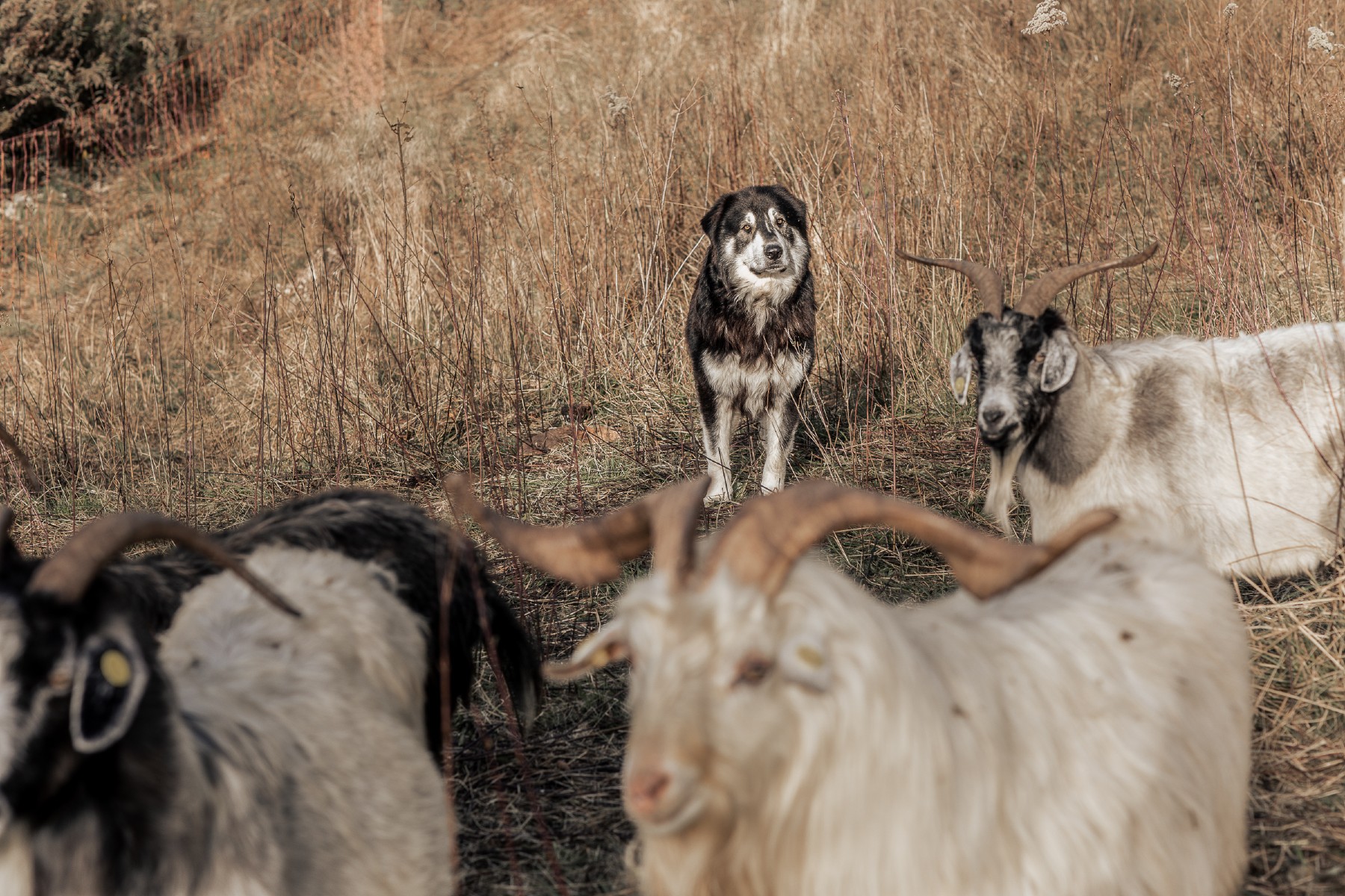 I cani di Alpago Cashmere