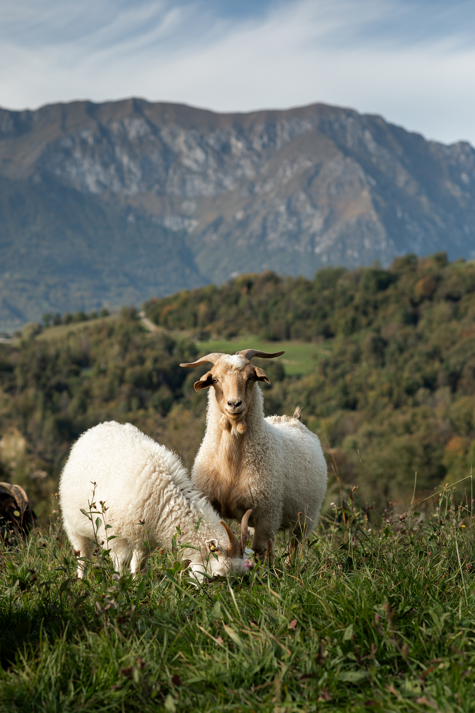 Capra hircus cashmere Alpago