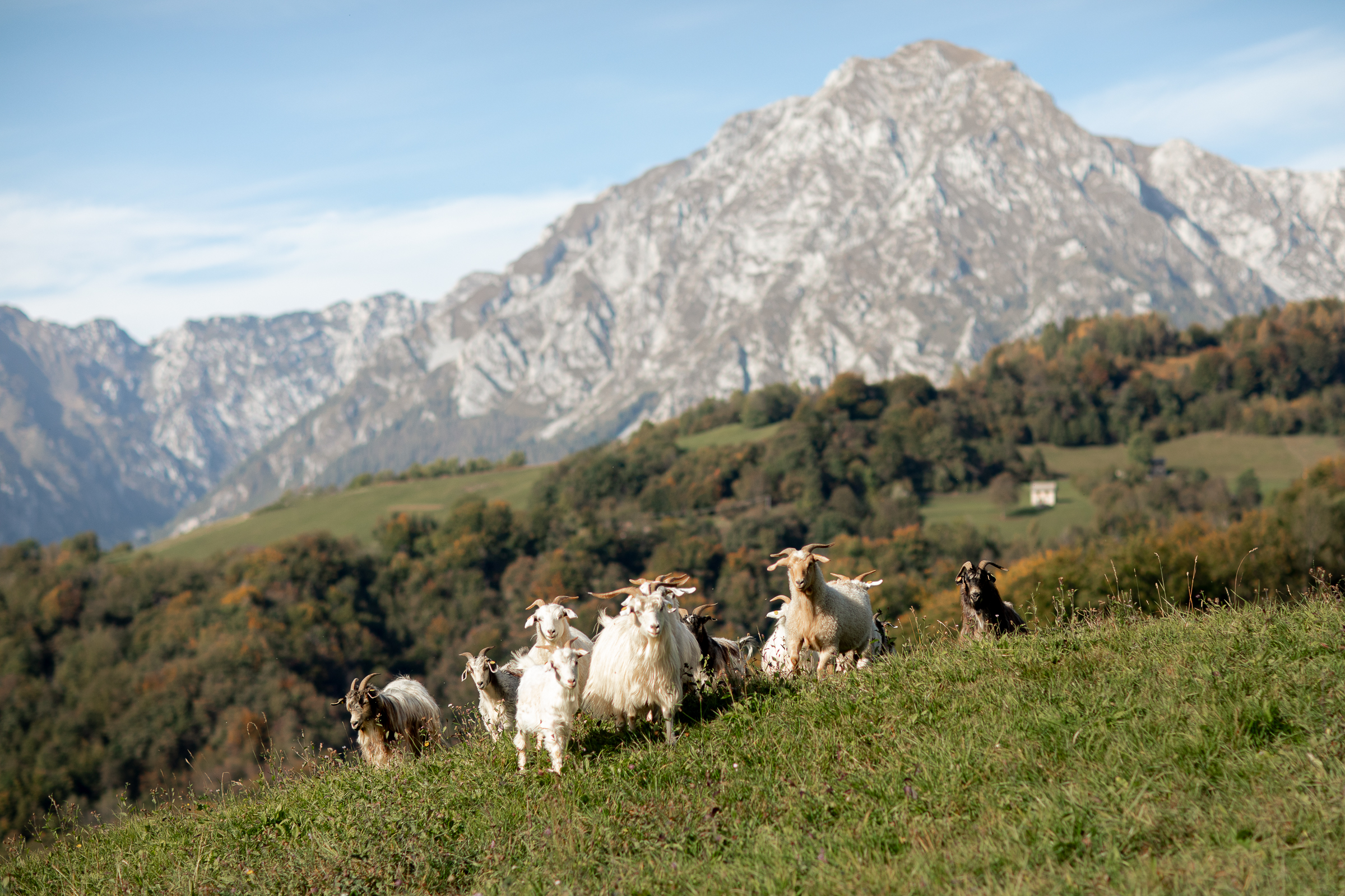 Farm Manufacture Alpago Cashmere