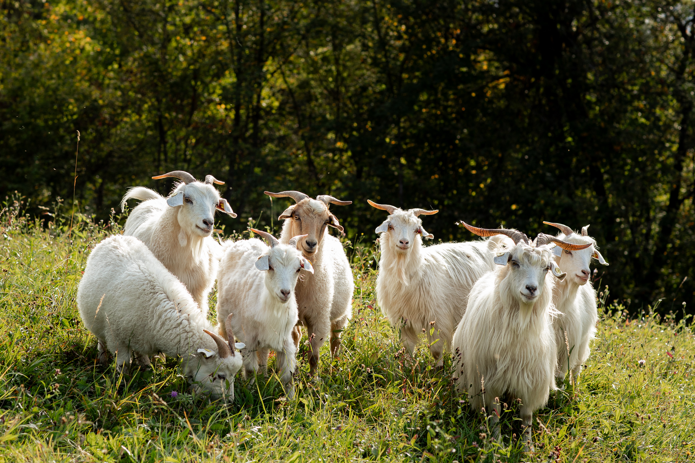 Capre hircus cashmere