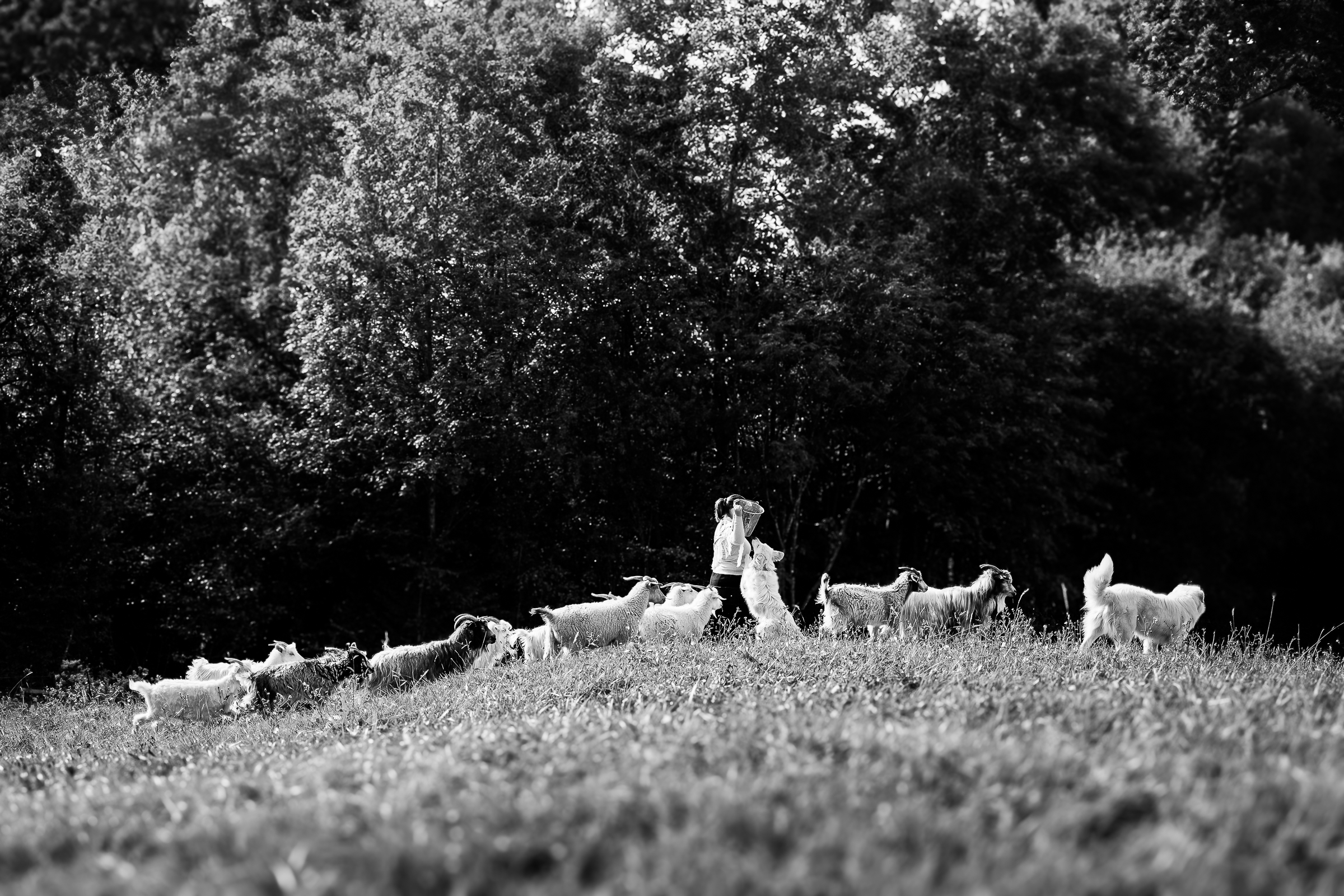 Le nostre capre cashmere