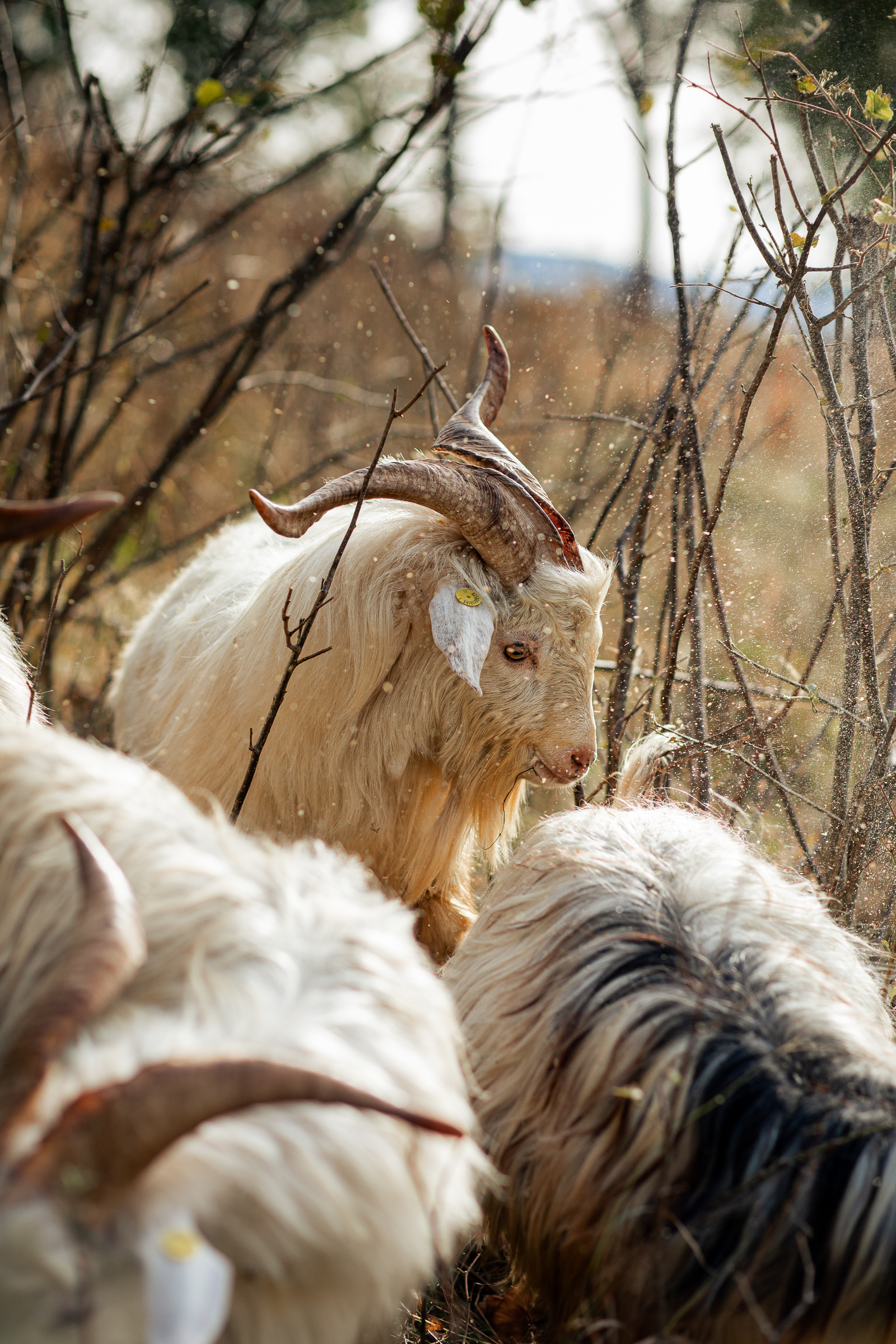 Allevamento capra hircus Alpago
