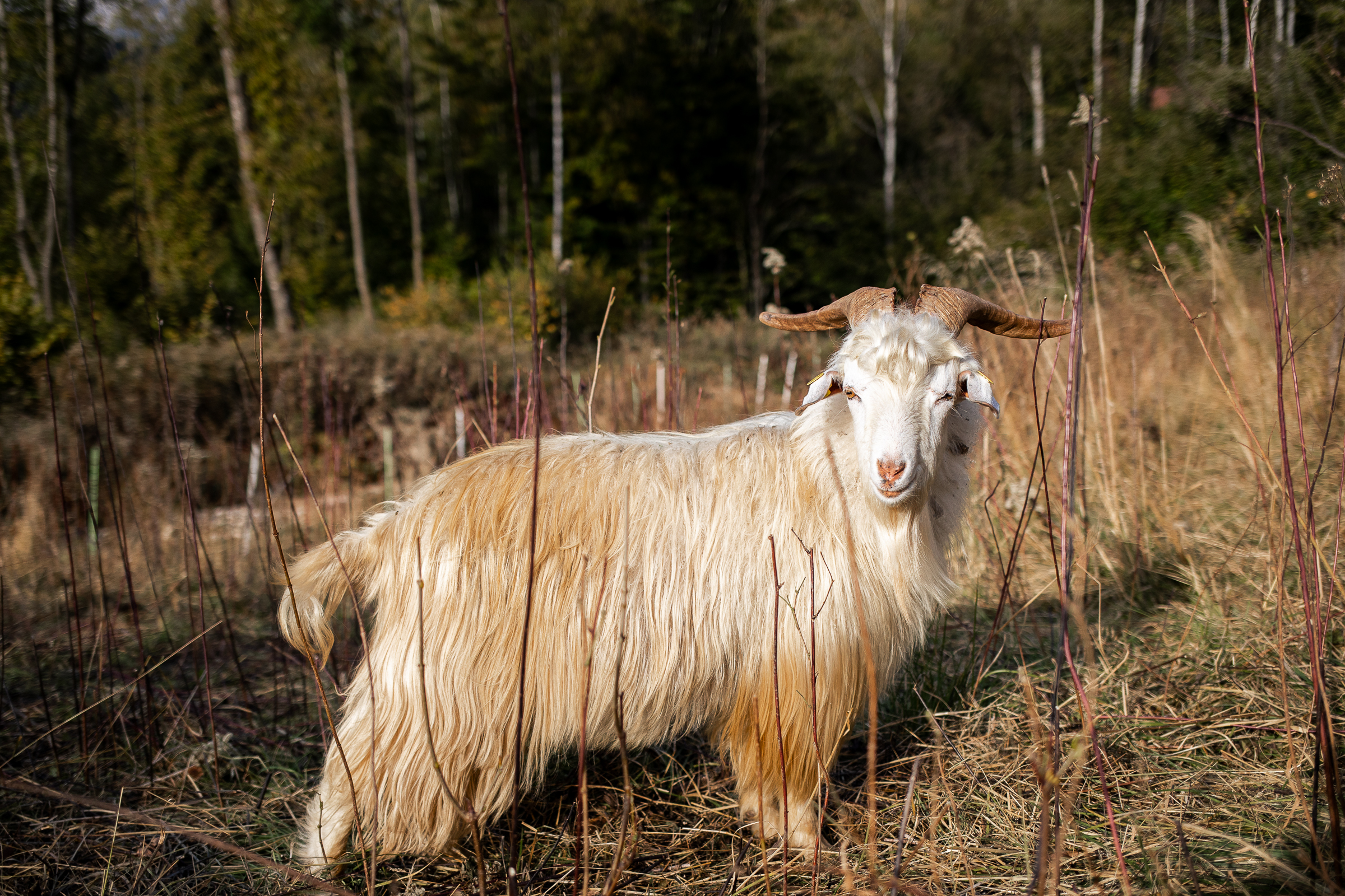 Capra cashmere Alpago