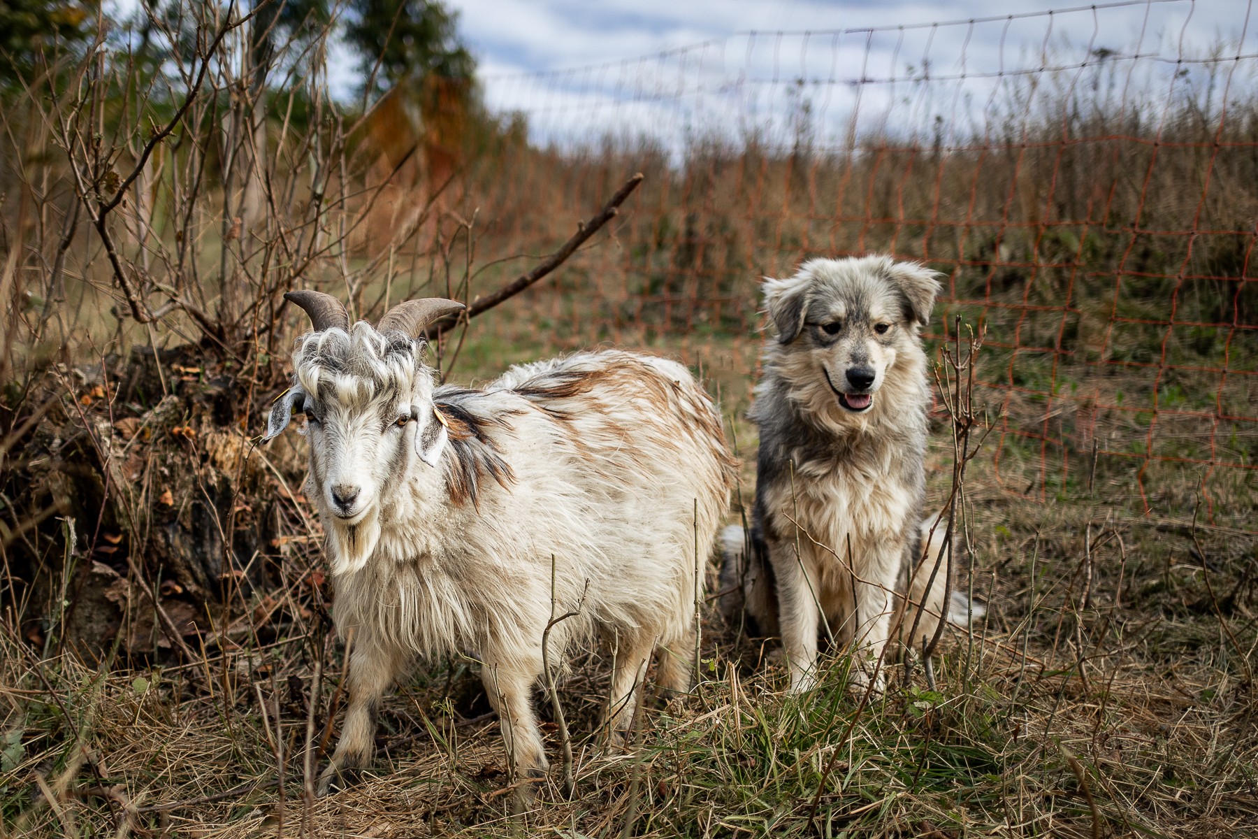 I cani di Alpago Cashmere