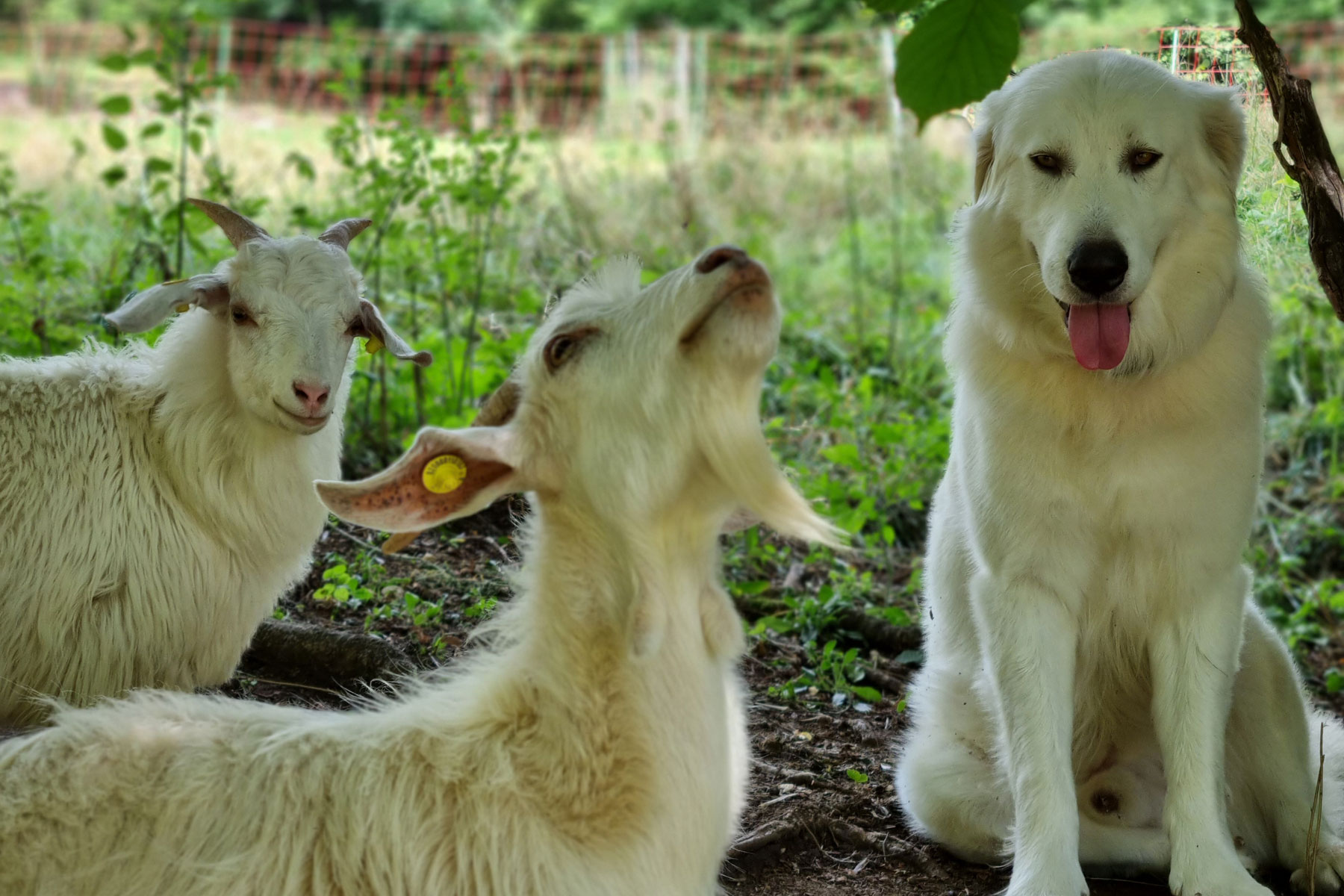 I cani di Alpago Cashmere