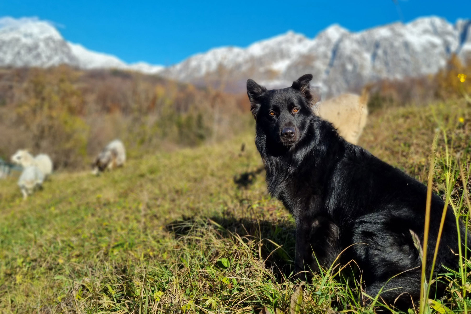 I cani di Alpago Cashmere