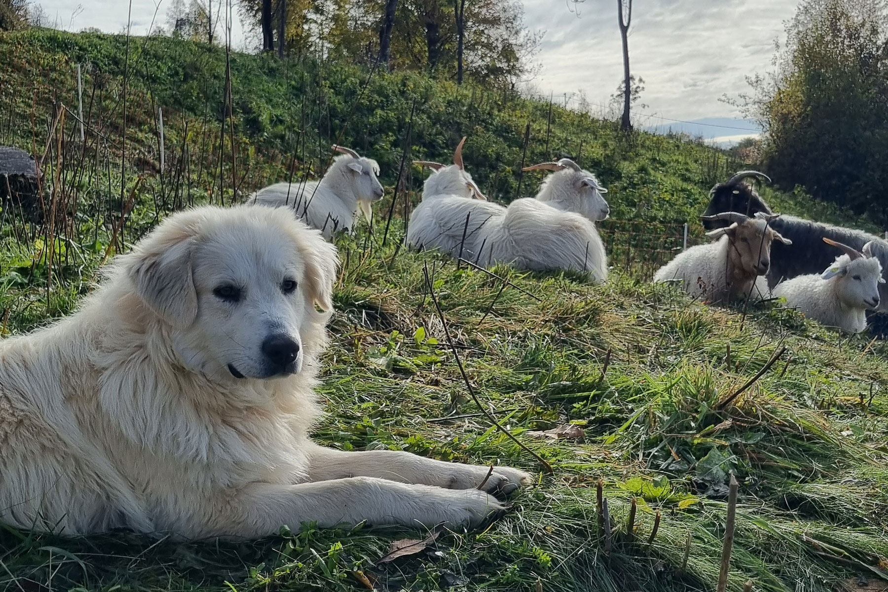 Frullo I cani di Alpago Cashmere