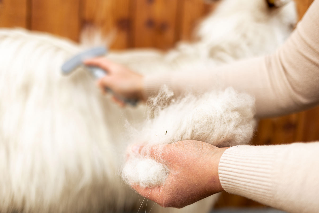 alpago cashmere pettinatura