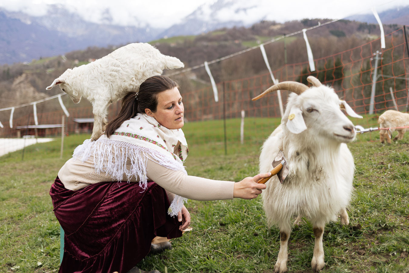 pettinatura alpago cashmere