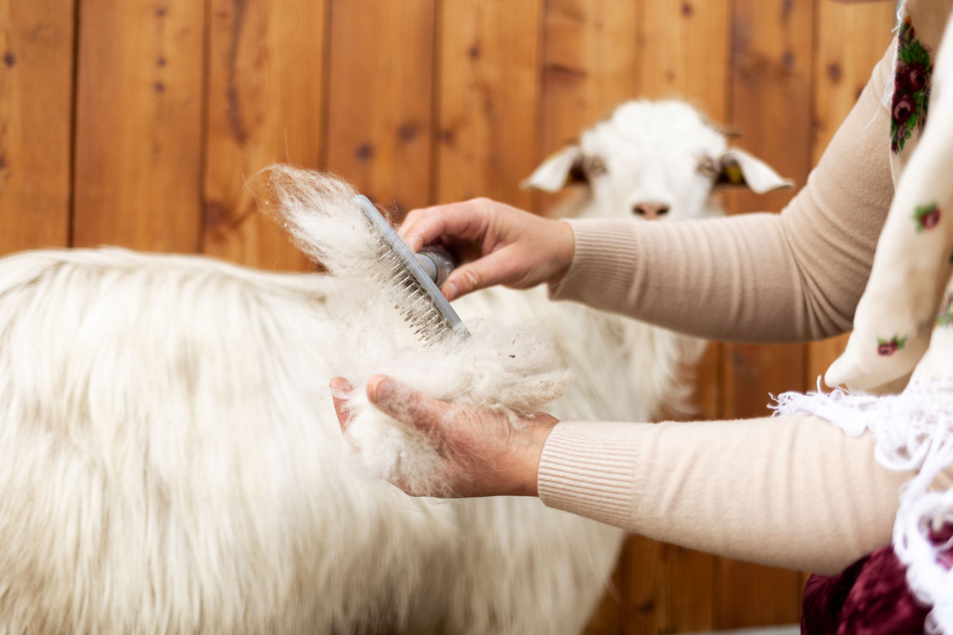 pettinatura capra farm manufacture