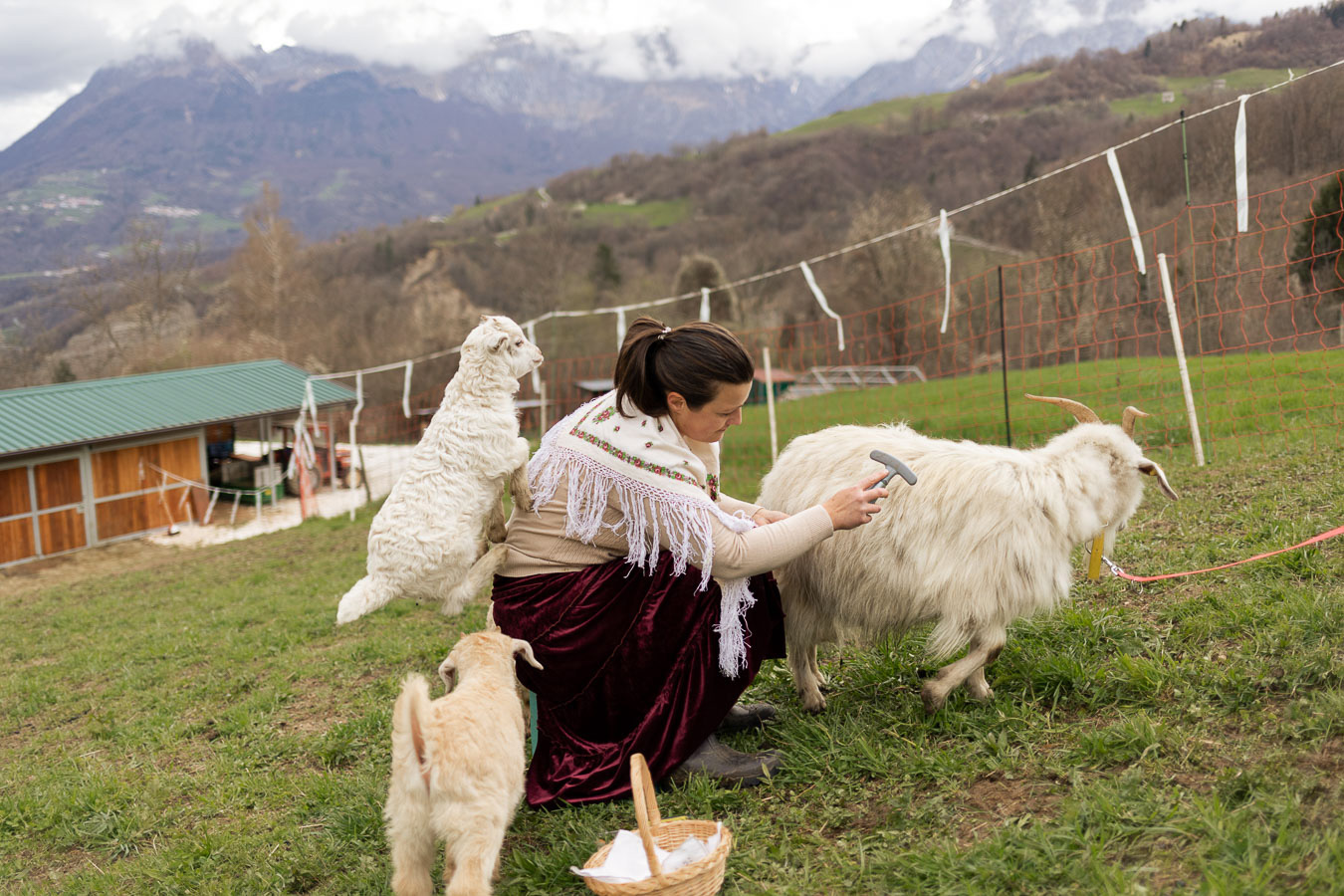 pettinatura capre alpago cashmere