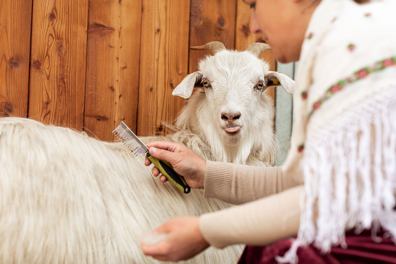 pettinatura capre farm manufacture